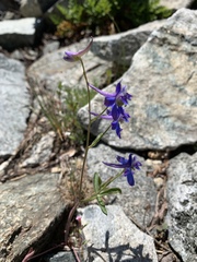 Delphinium gracilentum