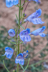 Penstemon comarrhenus
