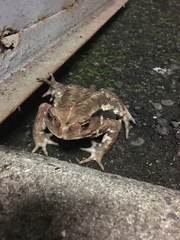 Bufo formosus