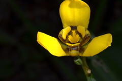 Trimezia martinicensis