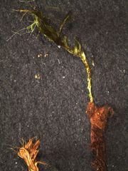 Macromitrium retusum