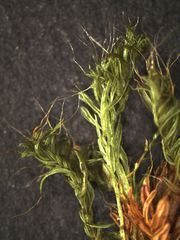 Macromitrium retusum