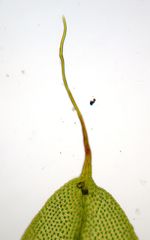 Macromitrium retusum