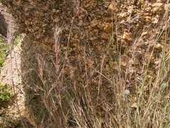 Muhlenbergia microsperma