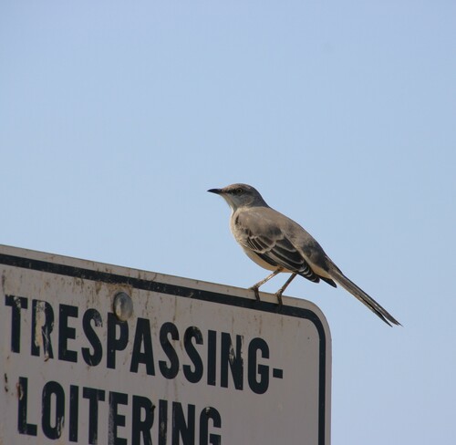 iNaturalist observation photo of Northern Mockingbird