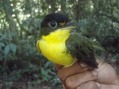 Andean Laniisoma photo 1