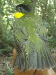 Andean Laniisoma photo 3