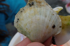 Chlamys hastata