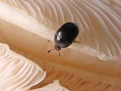 Cyllodes ater
