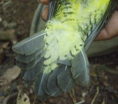 Andean Laniisoma photo 5