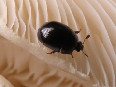 Cyllodes ater