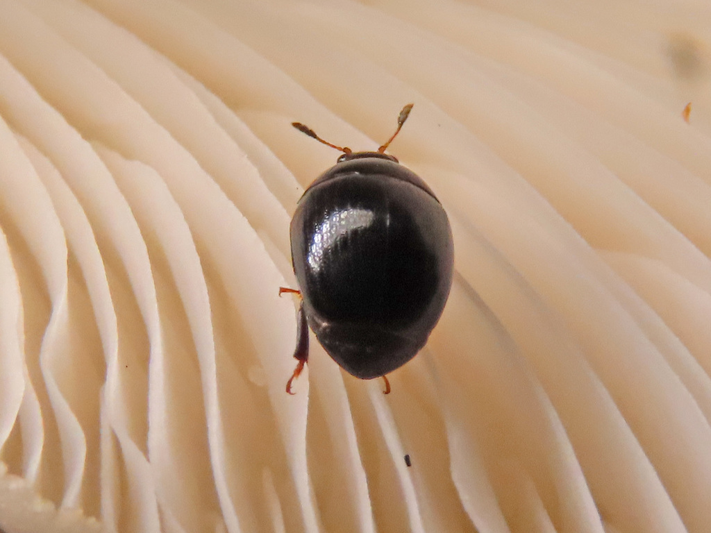 Cyllodes ater