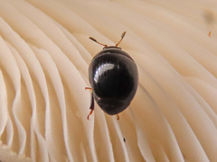 Cyllodes ater