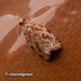Phaecasiophora leechi - Photo 由 Young Chan 所上傳的 (c) Young Chan，保留部份權利CC BY-NC
