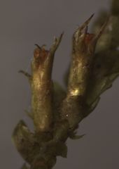 Neckera laevigata