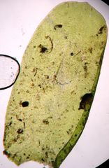 Neckera laevigata