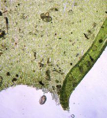 Neckera laevigata