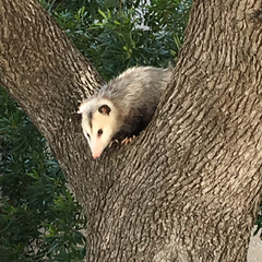 Didelphis virginiana