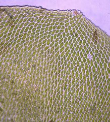 Neckera laevigata