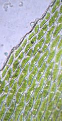 Neckera laevigata