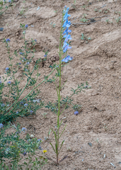 Penstemon comarrhenus