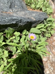 Erigeron barbellulatus