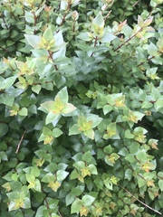 Abelia × grandiflora