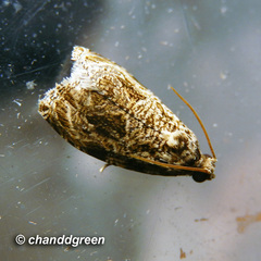 Phaecasiophora leechi