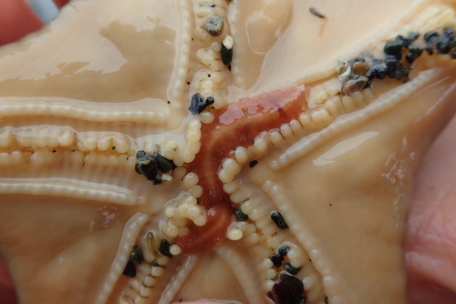 Arctonoe pulchra