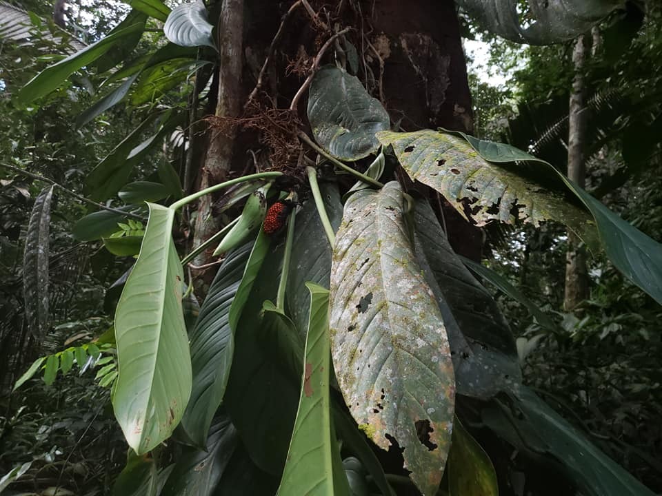Philodendron wittianum