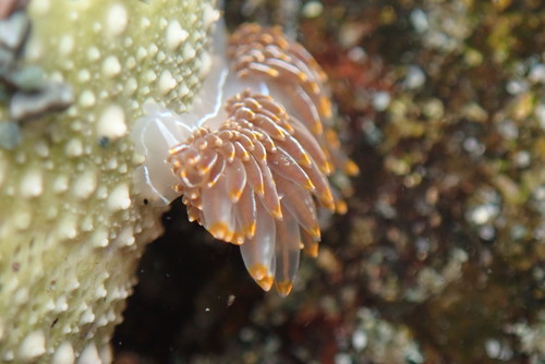 Hermissenda crassicornis