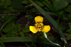 Trimezia martinicensis