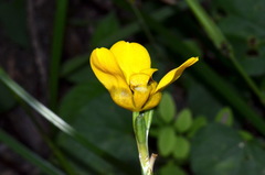 Trimezia martinicensis