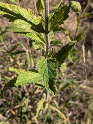 Image of Verbena macdougalii by (c) Rachel Stringham, some rights reserved (CC BY)