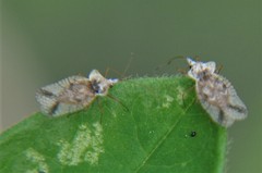 Leptopharsa elata