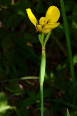 Trimezia martinicensis