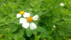 Bidens pilosa pilosa