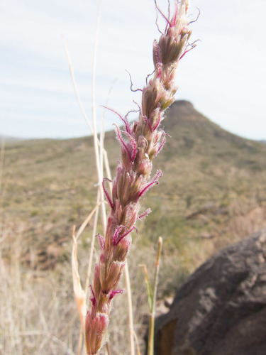 Hilaria rigida (Thurb.) Benth. ex Scribn.