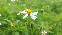 Bidens pilosa pilosa