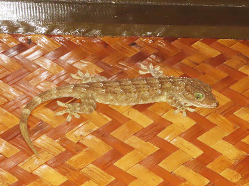 Gekko albofasciolatus