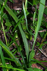 Trimezia martinicensis