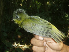 Andean Laniisoma photo 2