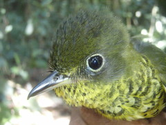 Andean Laniisoma photo 4
