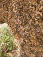 Muhlenbergia microsperma