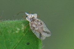 Leptopharsa elata