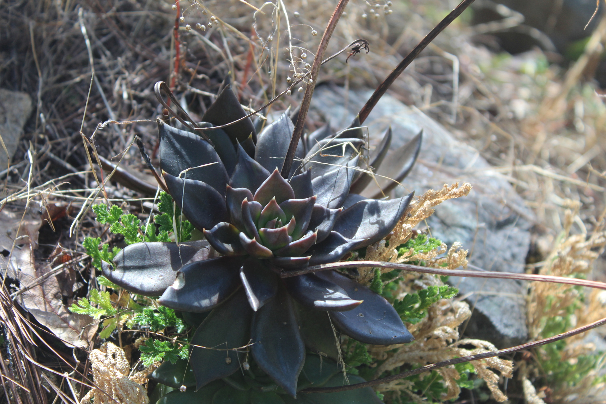 Imagem de Echeveria-preta