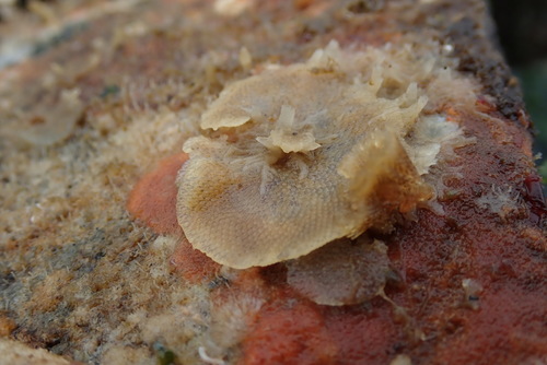 Dendrobeania lichenoides