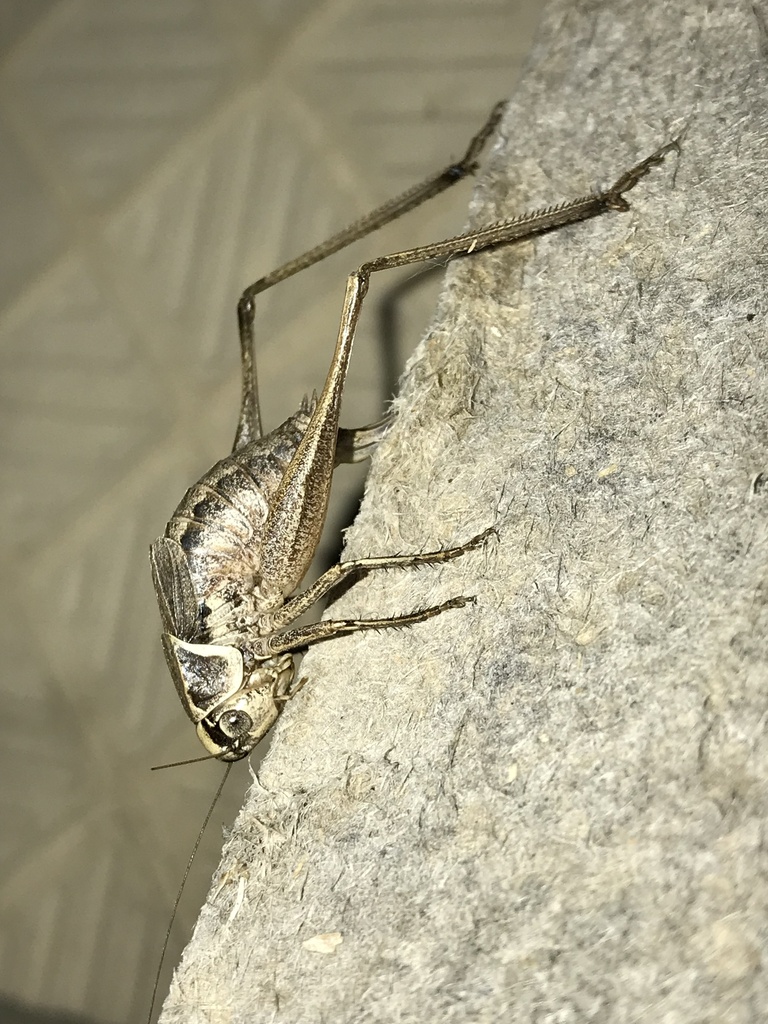Semenoviana