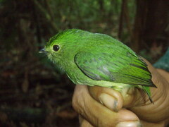 Cerulean-Capped Manakin photo 1