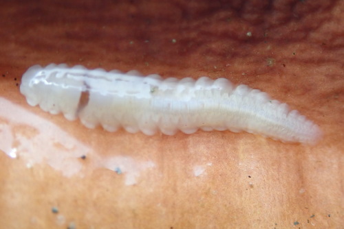 Arctonoe vittata